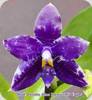 Phal. Lioulin Blue Parrot W4 Eagle